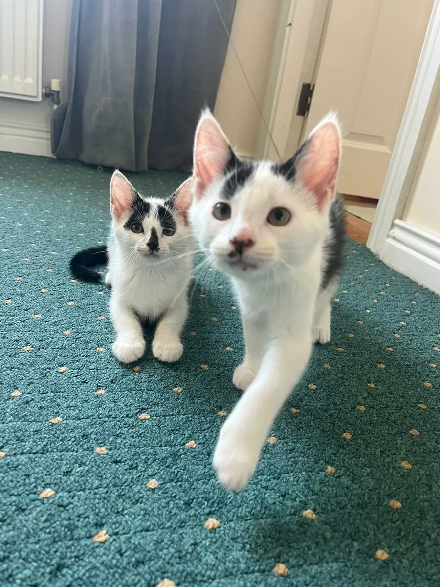 12 week old kittens - Image 3