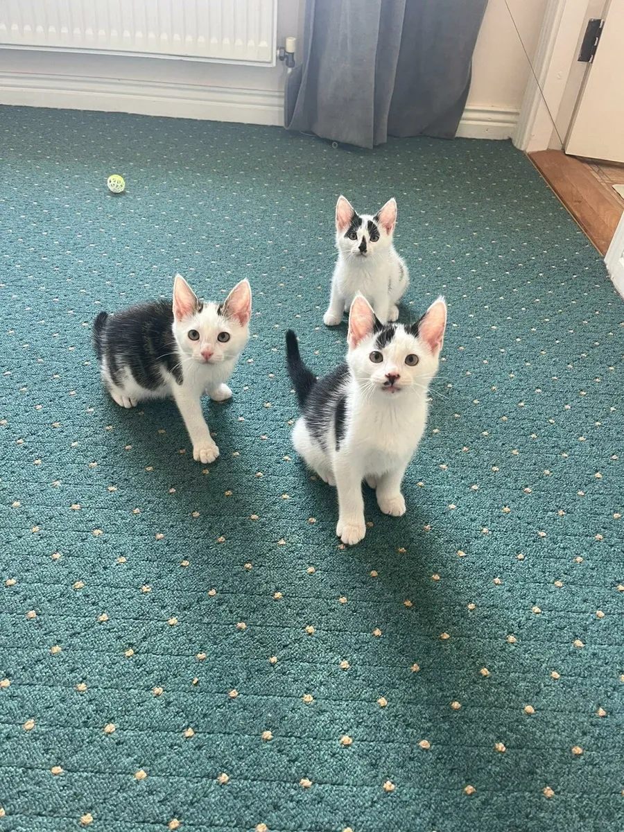 12 week old kittens - Image 4