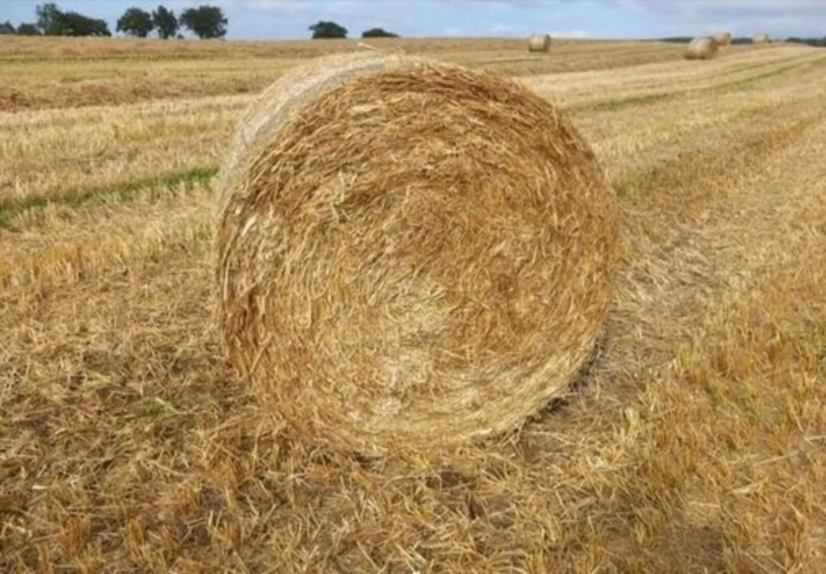 Wheaten Straw