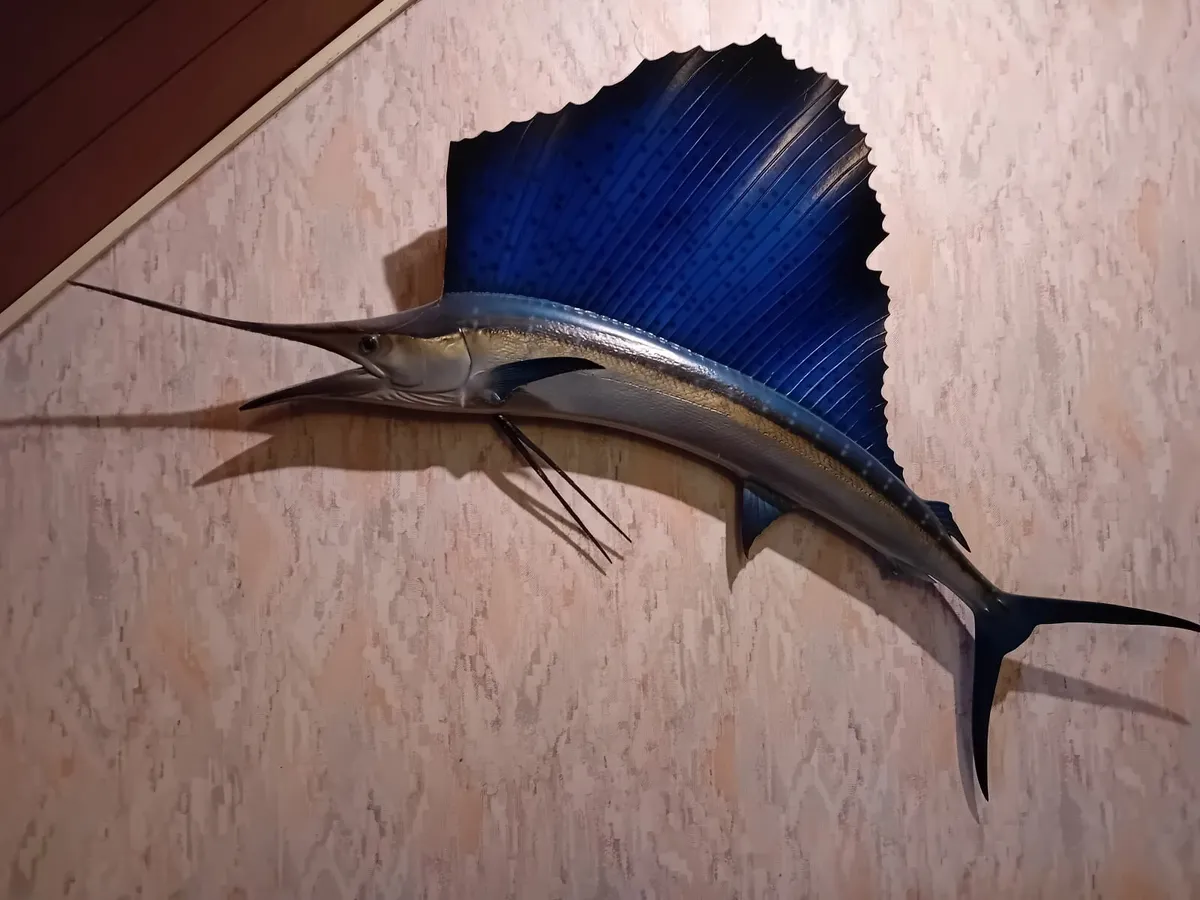 Mounted sailfish