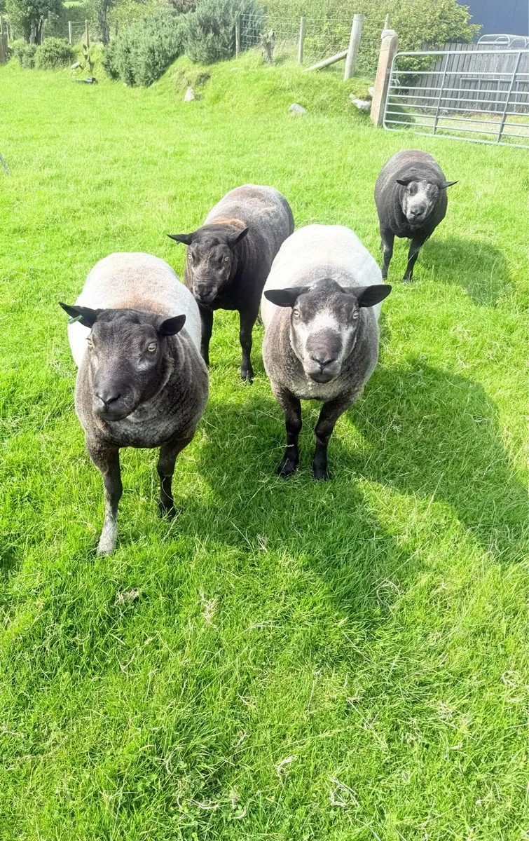 Pedigree Blue Texel Shearling Rams - Image 1