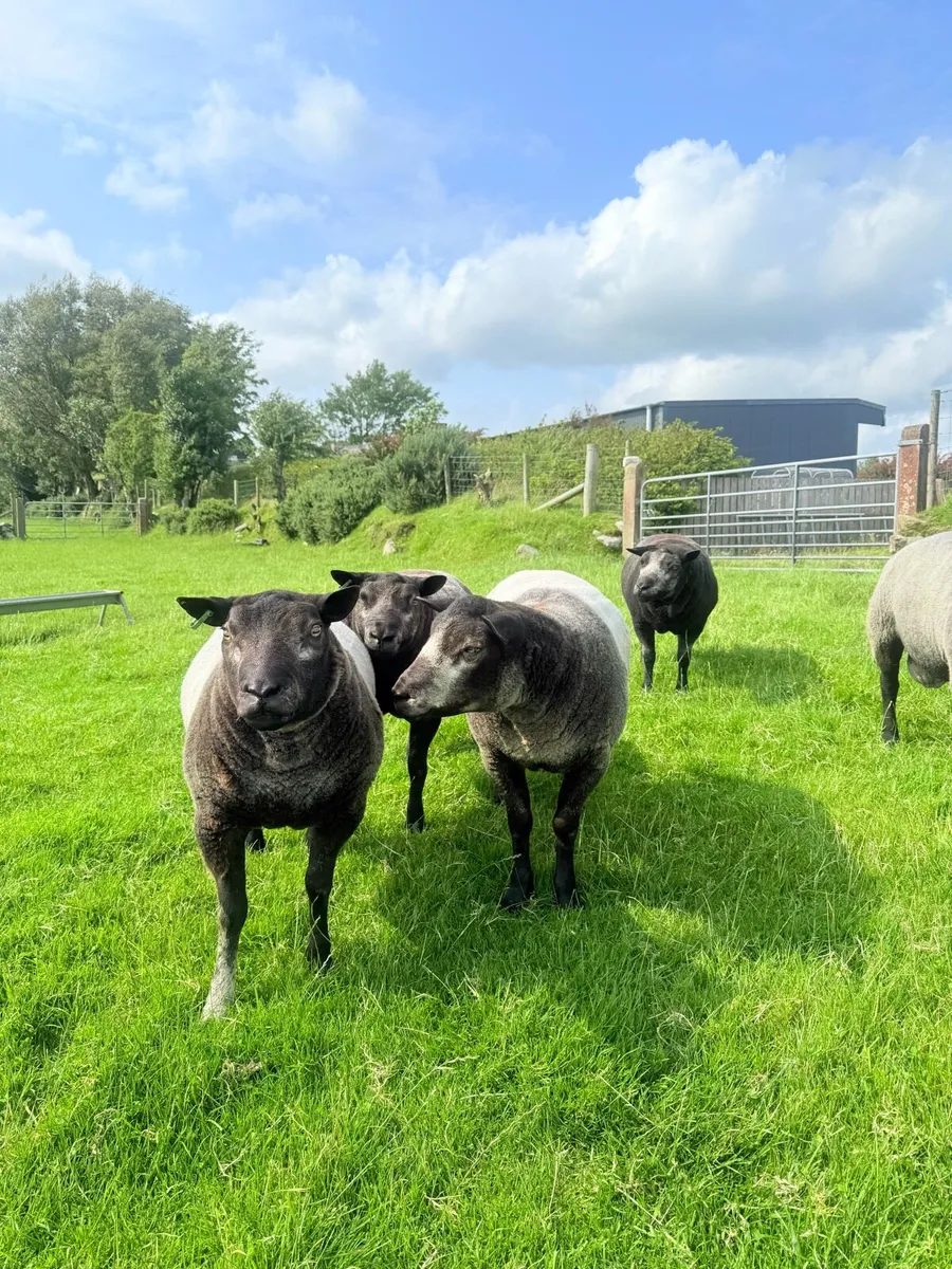 Pedigree Blue Texel Shearling Rams - Image 2