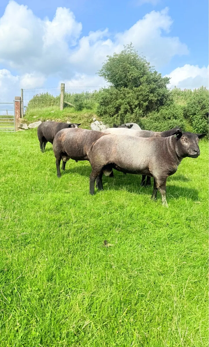 Pedigree Blue Texel Shearling Rams - Image 3