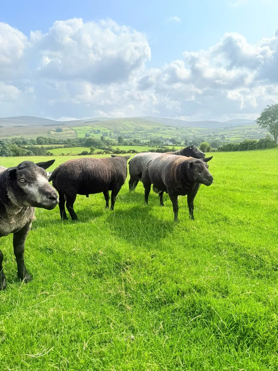 Pedigree Blue Texel Shearling Rams - Image 4