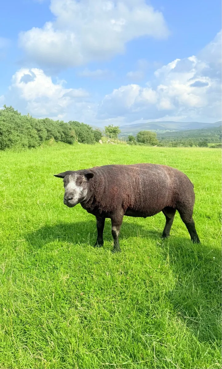 Pedigree Blue Texel Shearling Rams & Ram Lambs - Image 3