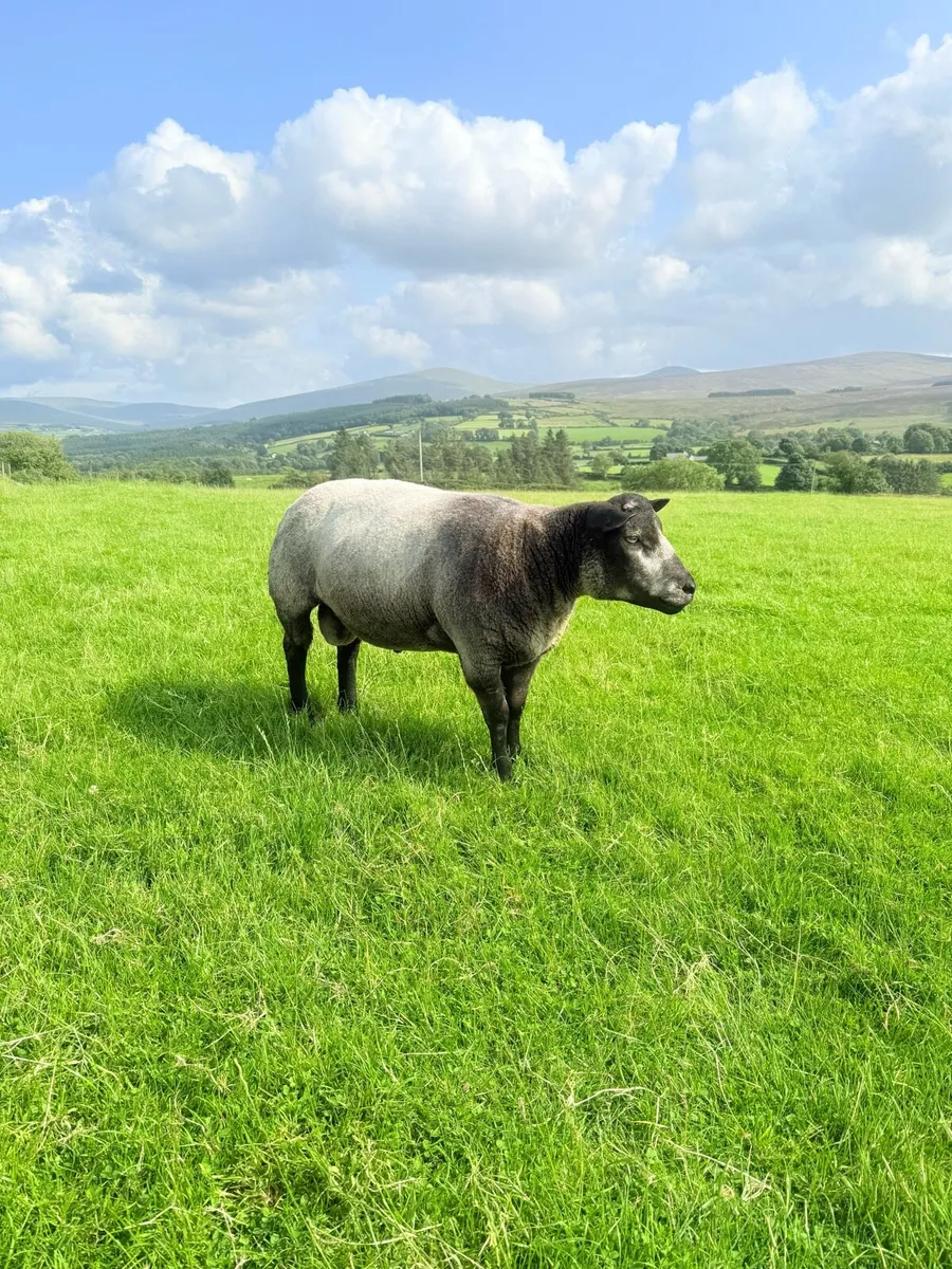 Pedigree Blue Texel Shearling Rams & Ram Lambs - Image 4