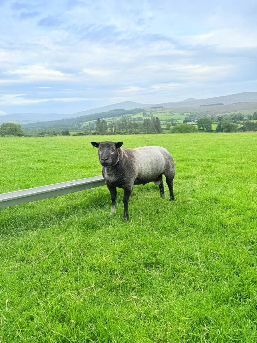 Pedigree Blue Texel Shearling Rams & Ram Lambs - Image 3