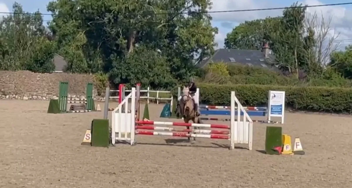 pony - Image 1