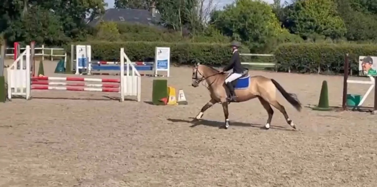 pony - Image 2