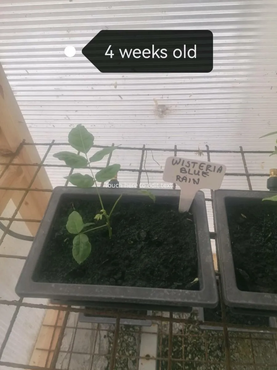 Bonsai plants - Image 2