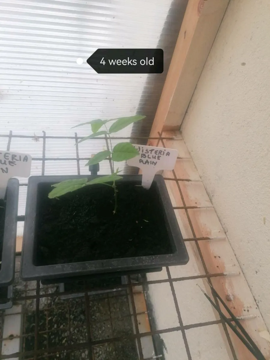 Bonsai plants - Image 3
