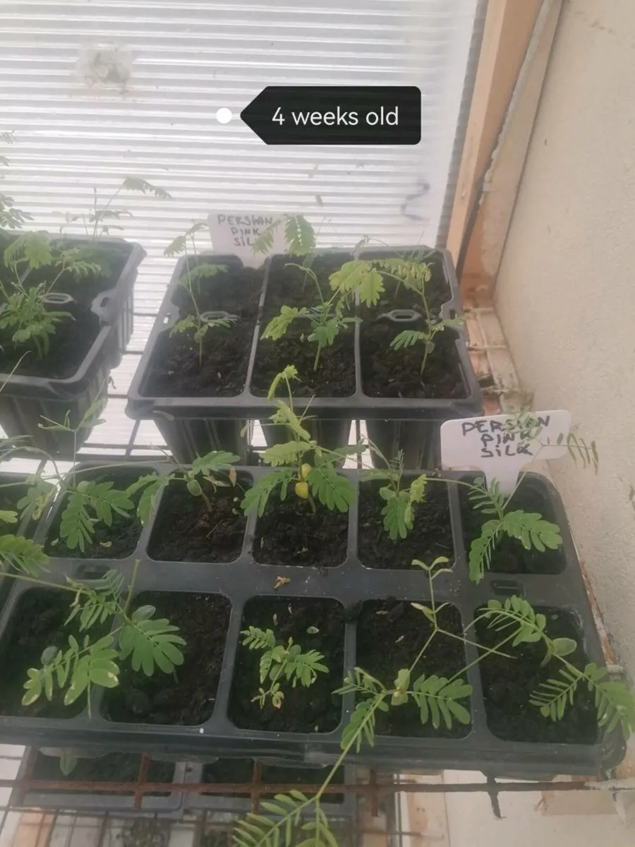 Bonsai plants - Image 4