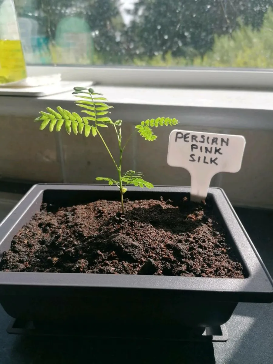 Bonsai plants - Image 1