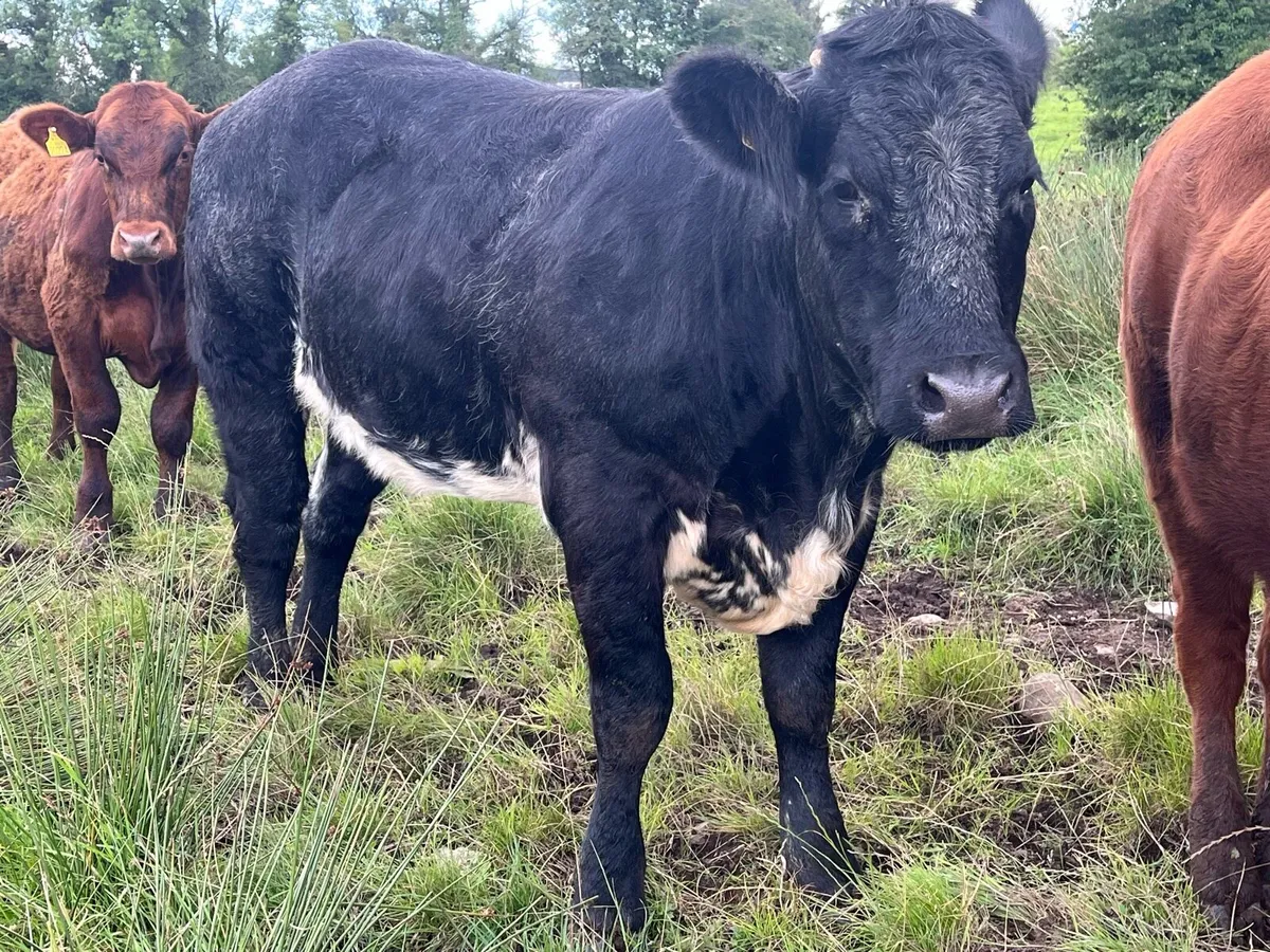 Breeding Heifer - Image 1