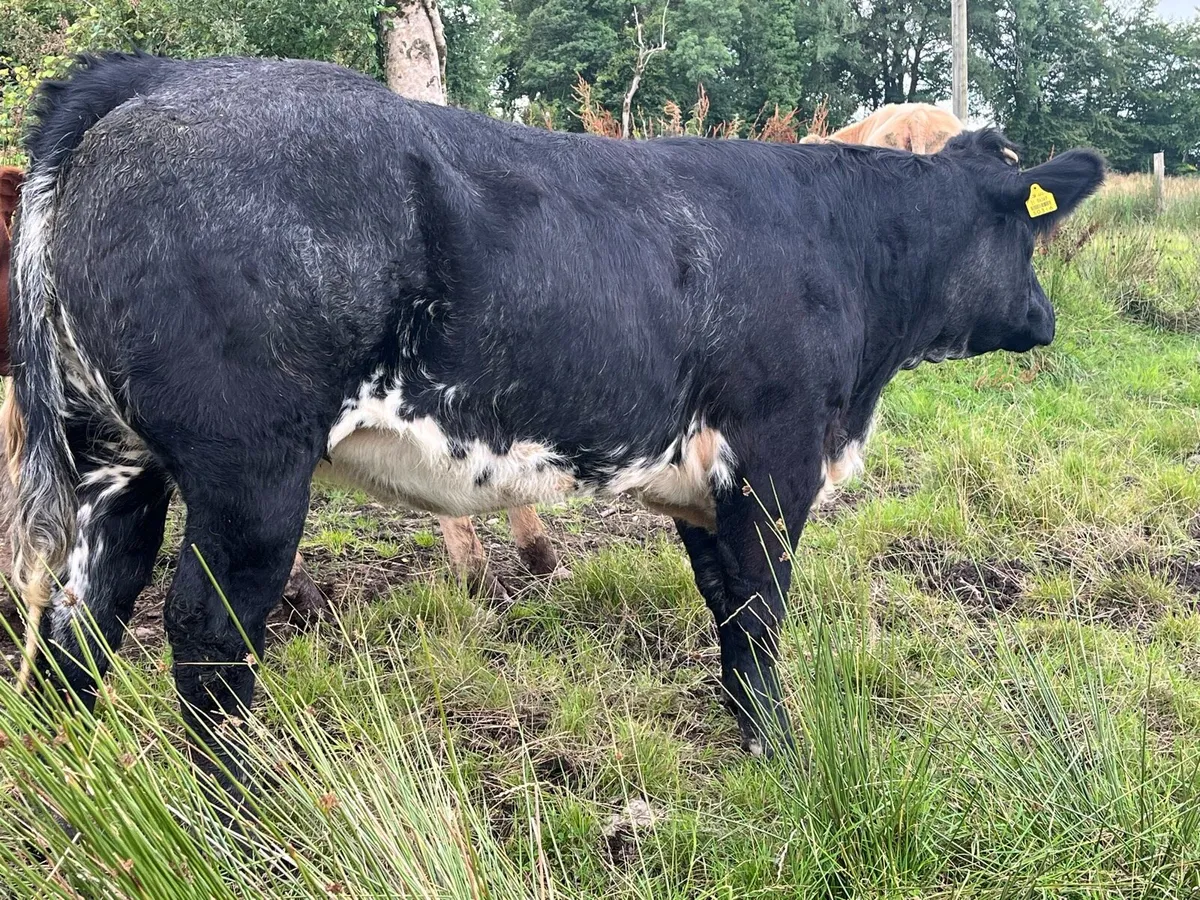 Breeding Heifer - Image 2