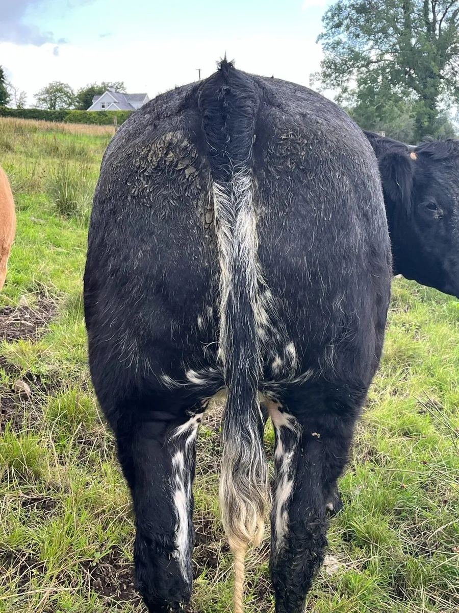 Breeding Heifer - Image 3