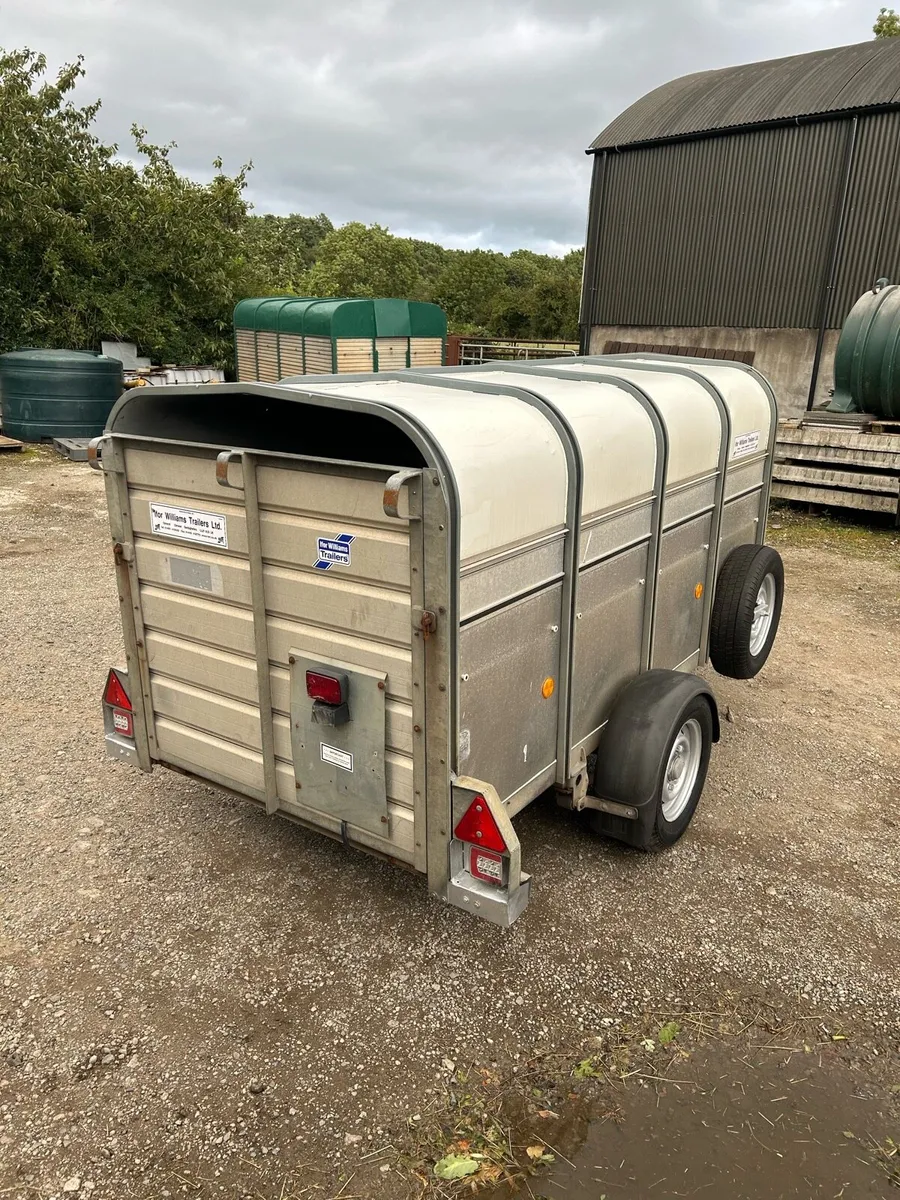 8x4 P8 Ifor Williams Calf and Sheep Trailer - Image 4