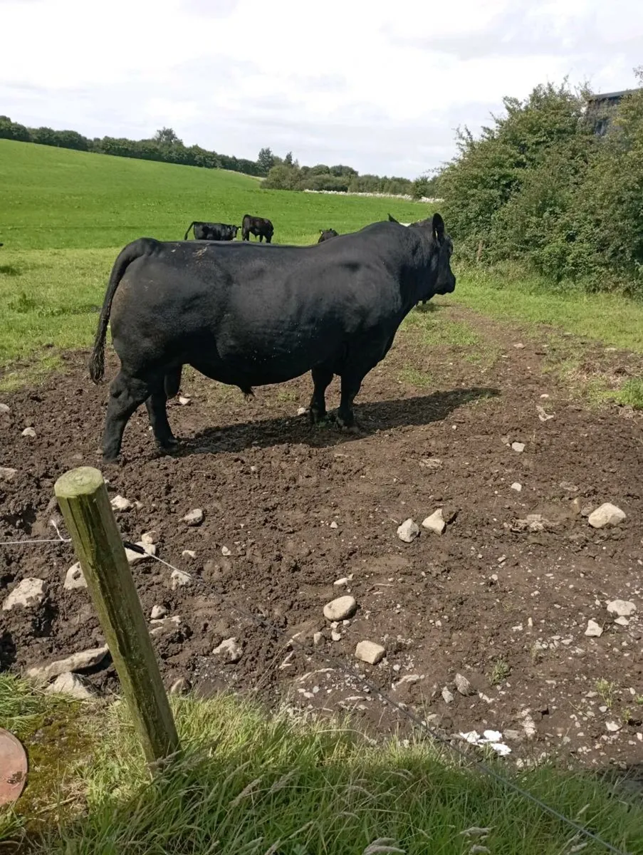 Aberdeen Angus bull - Image 1
