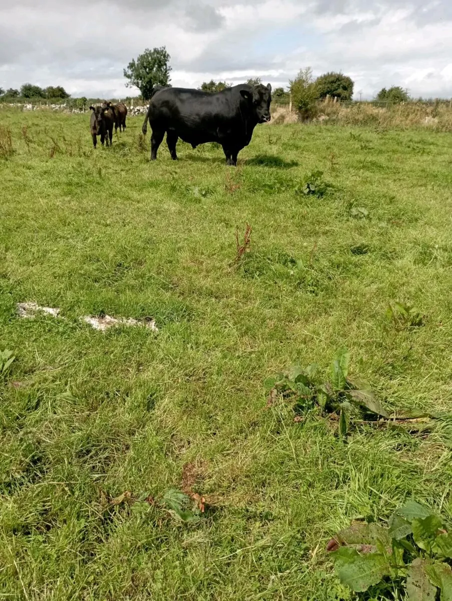 Aberdeen Angus bull - Image 2