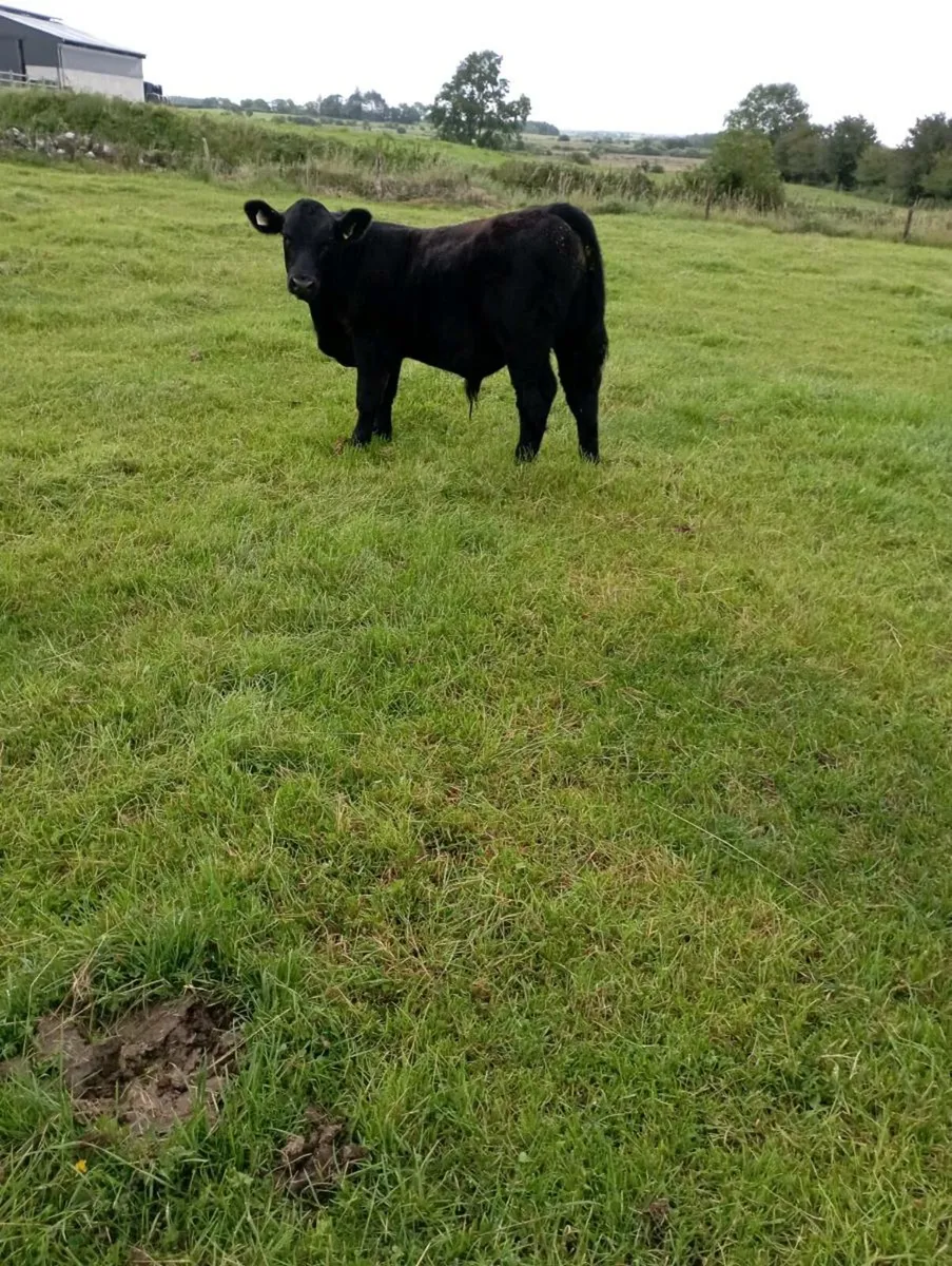 Aberdeen Angus bull - Image 3