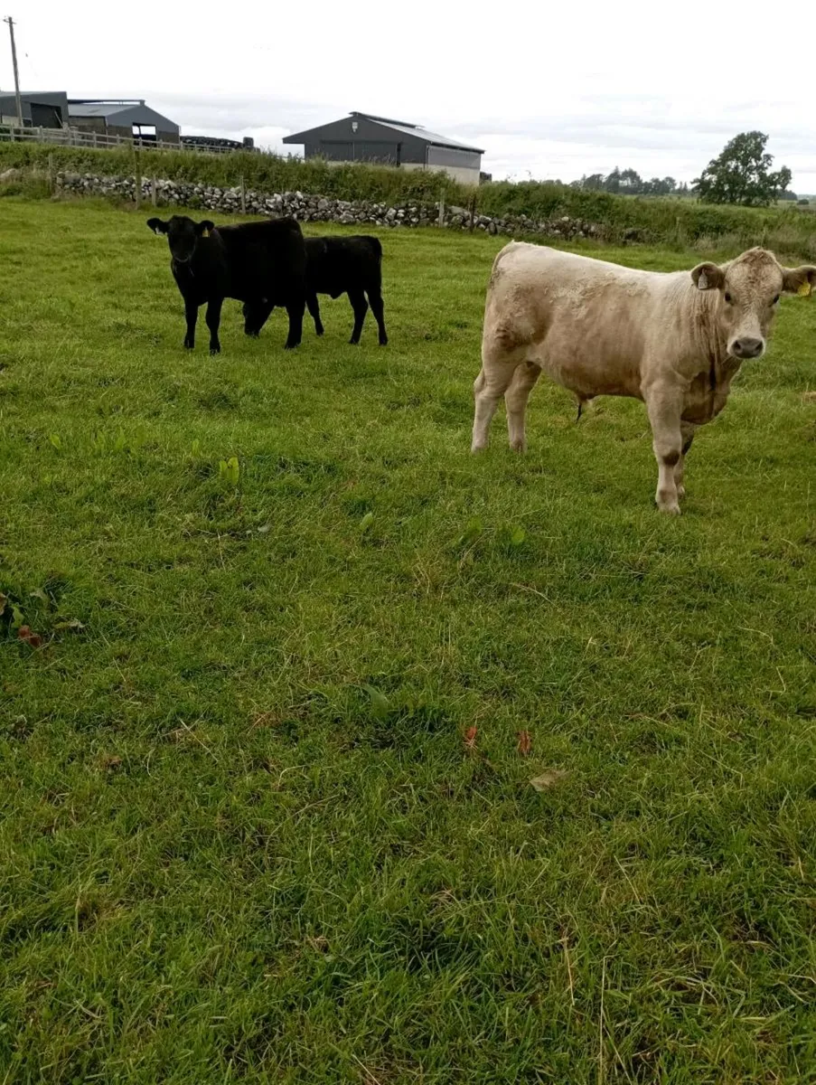 Aberdeen Angus bull - Image 4