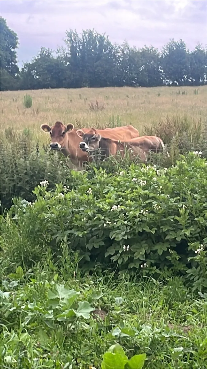 Jersey in calf heifer wanted - Image 1