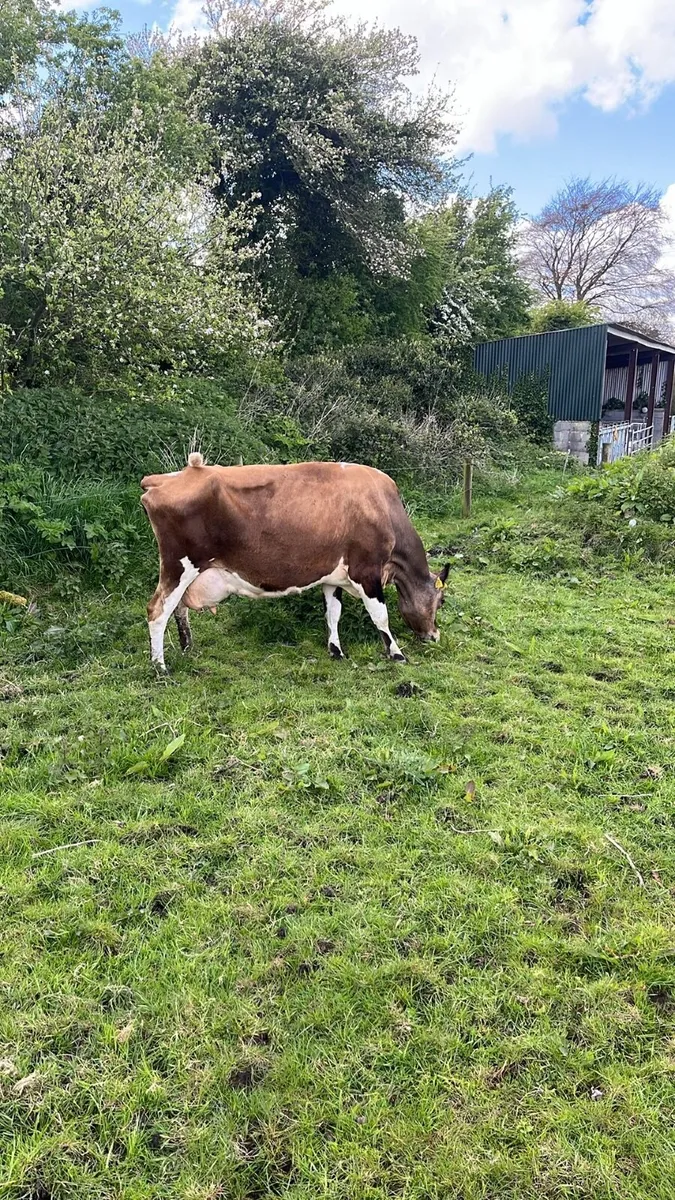 Jersey in calf heifer wanted - Image 2