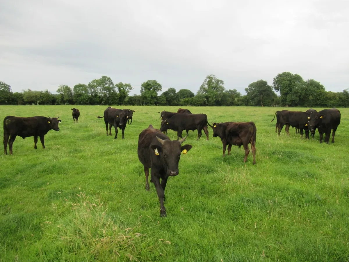 bulls - Image 1
