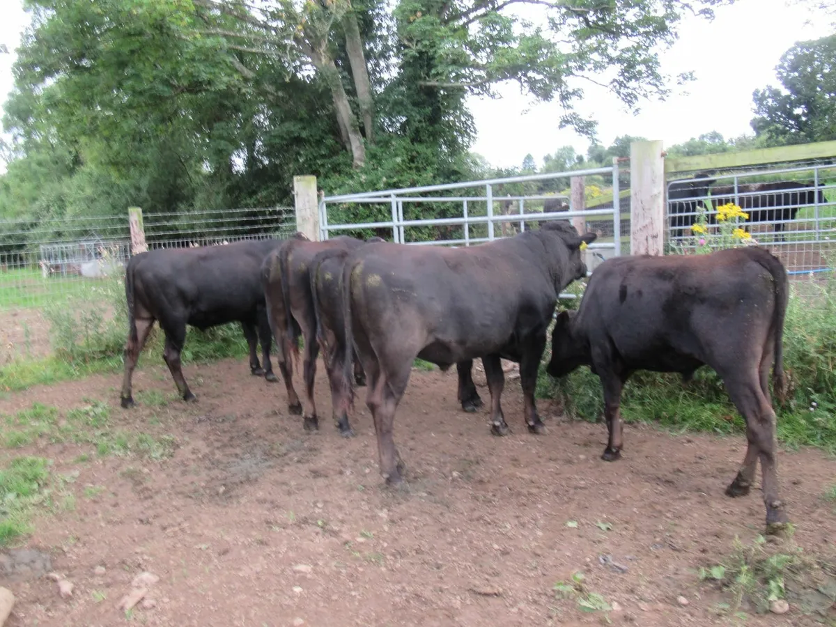 bulls - Image 2