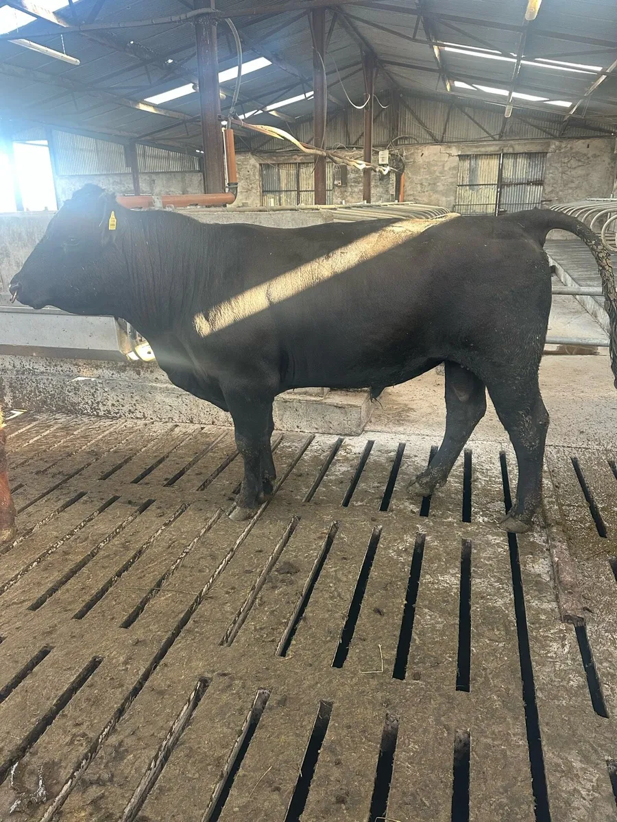 Angus Bull - Image 1