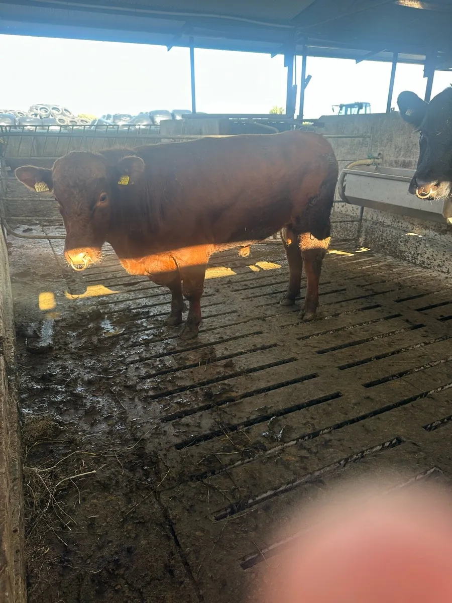 Angus Bull - Image 2