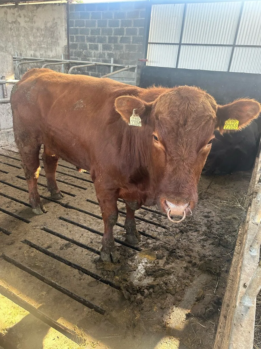 Angus Bull - Image 3