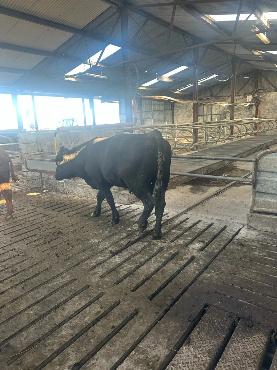 Angus Bull - Image 4