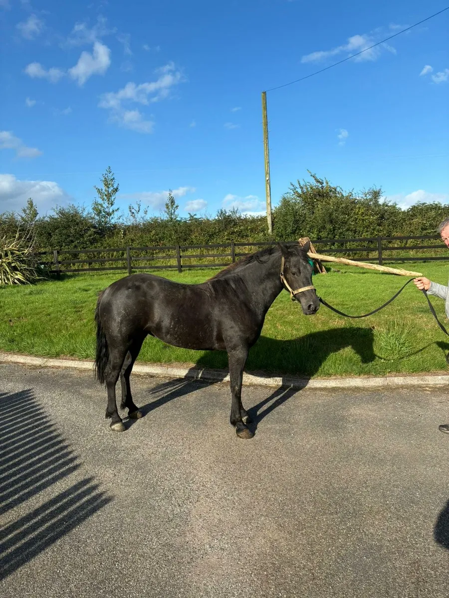 Connemara Filly Pony - Image 1