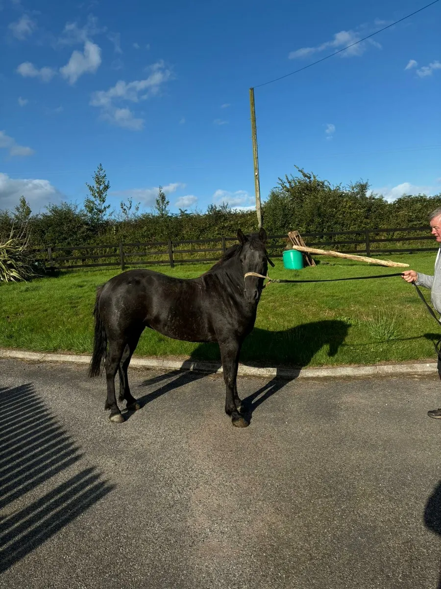 Connemara Filly Pony - Image 2
