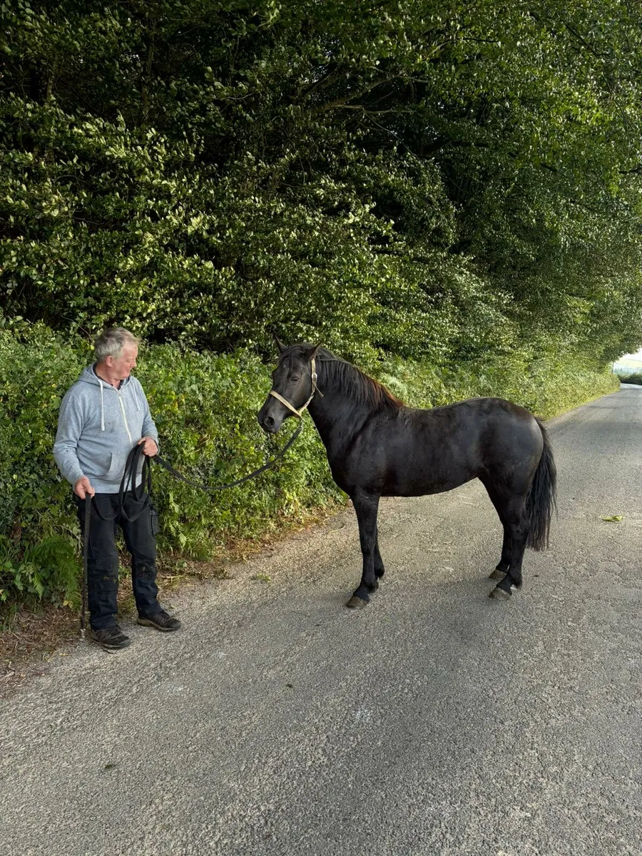 Connemara Filly Pony - Image 4