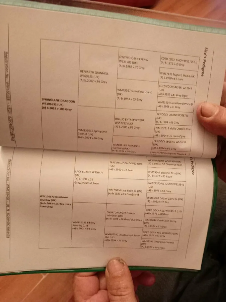 Welsh A - Image 4