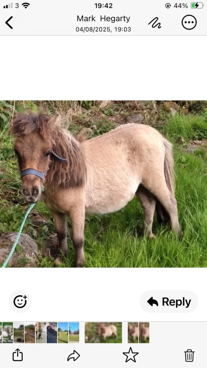 Miniature pony