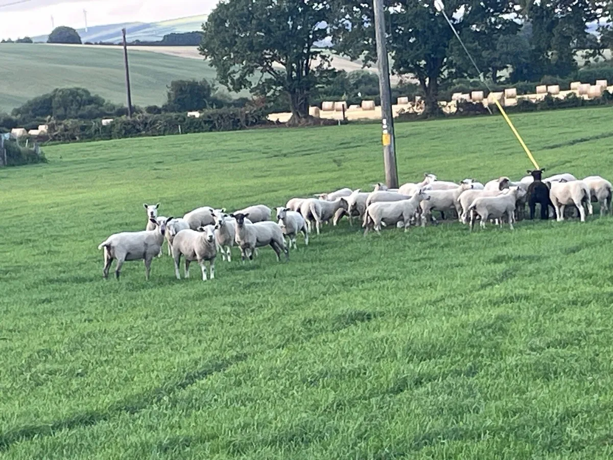 Hogget ewes - Image 2