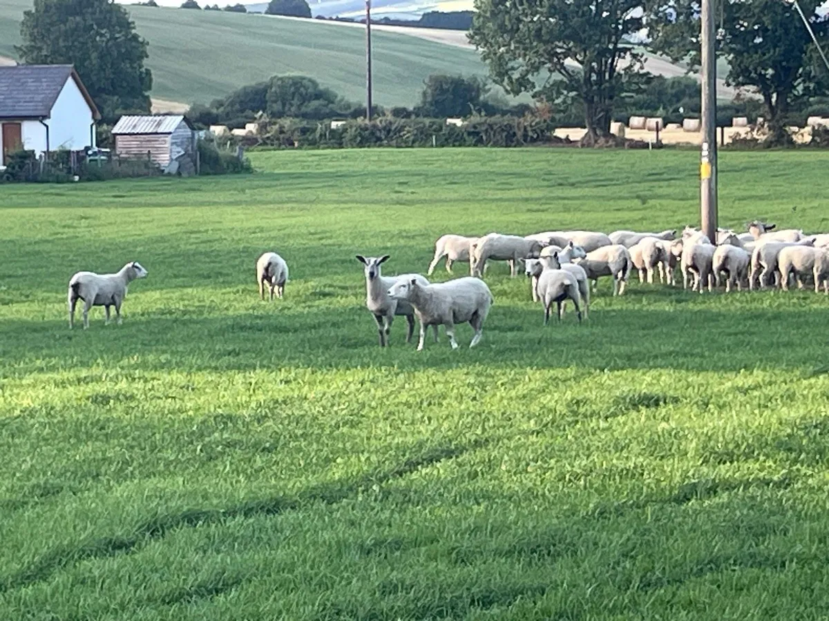 Hogget ewes - Image 1