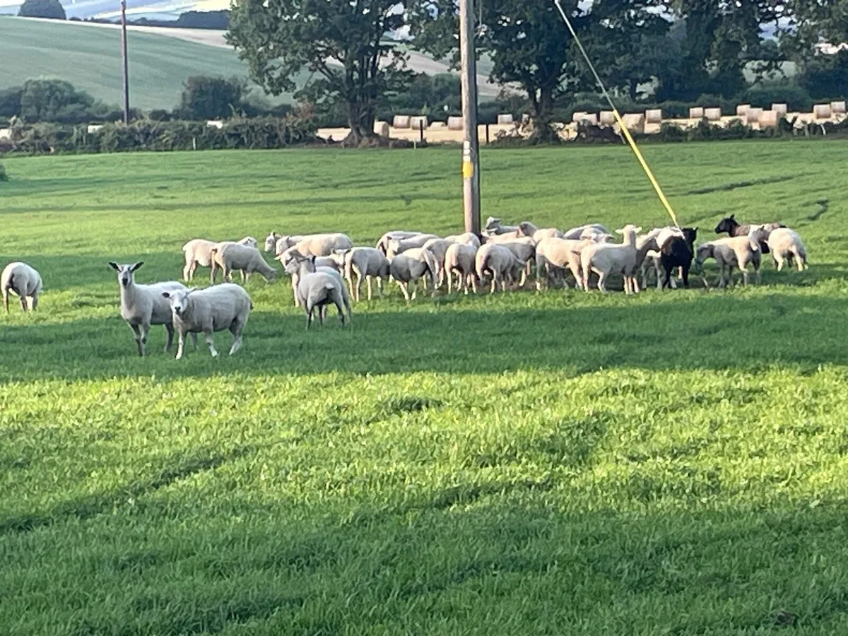 Hogget ewes - Image 4