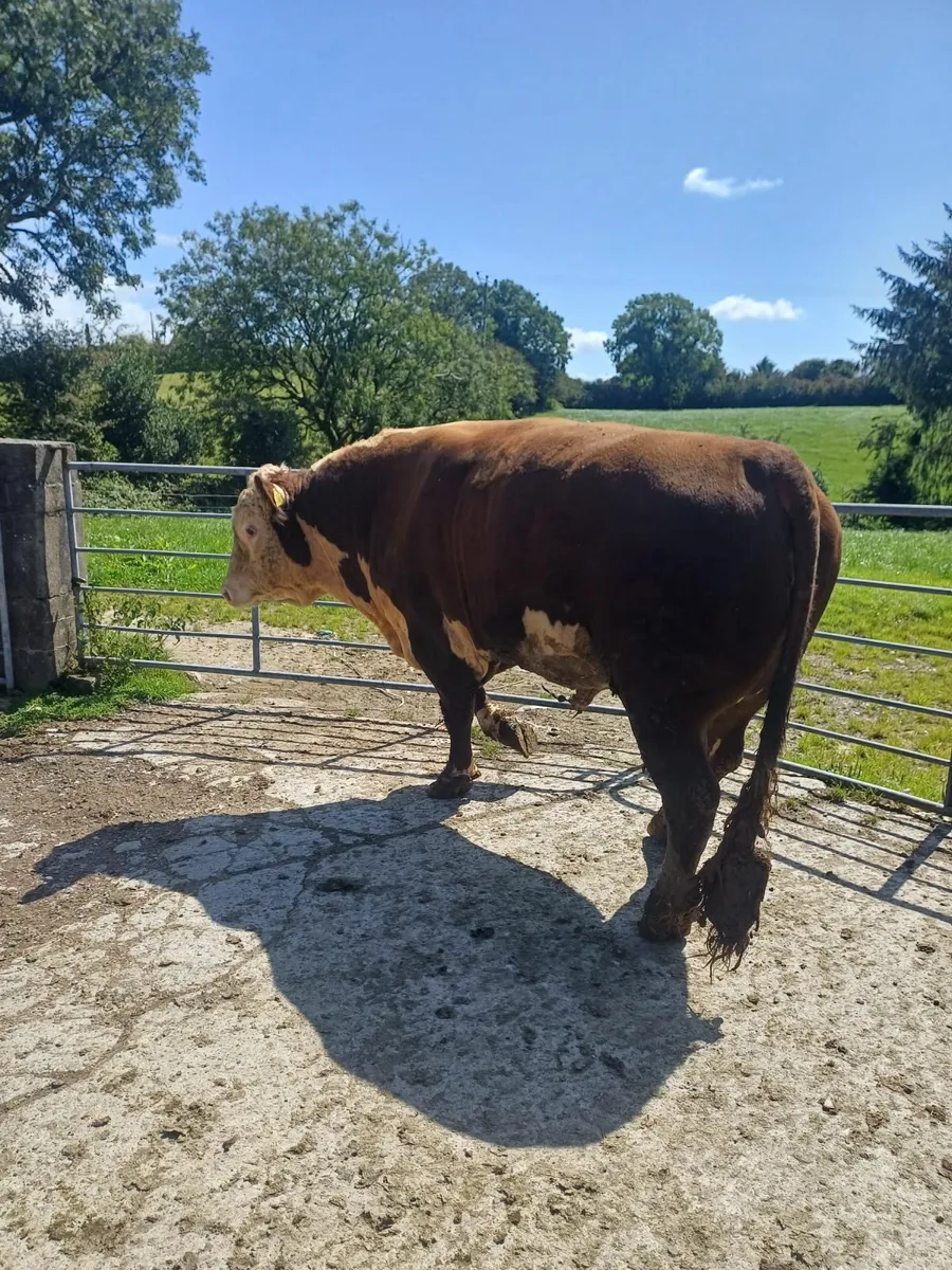 Bull - Image 1