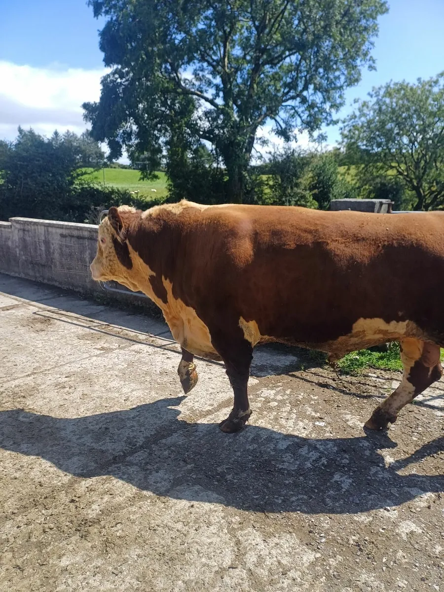 Bull - Image 2