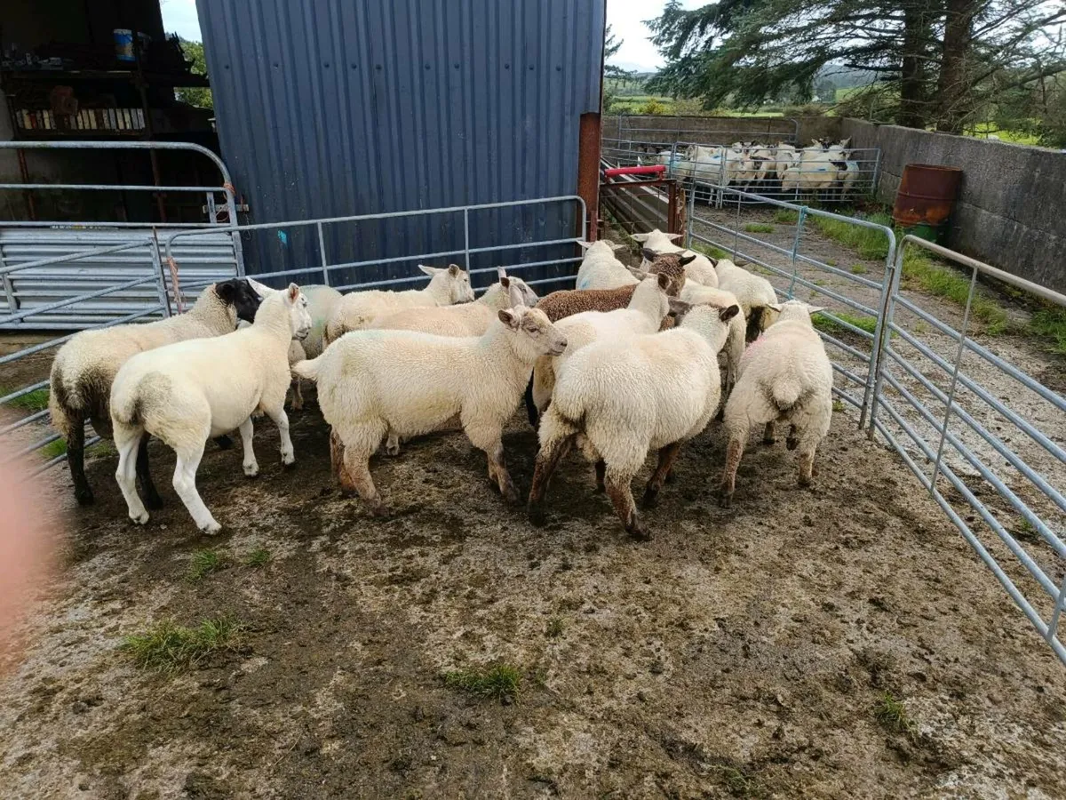 Ram and wether lambs - Image 1