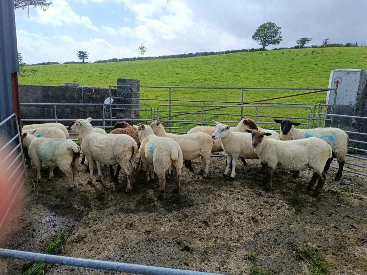 Ram and wether lambs - Image 2
