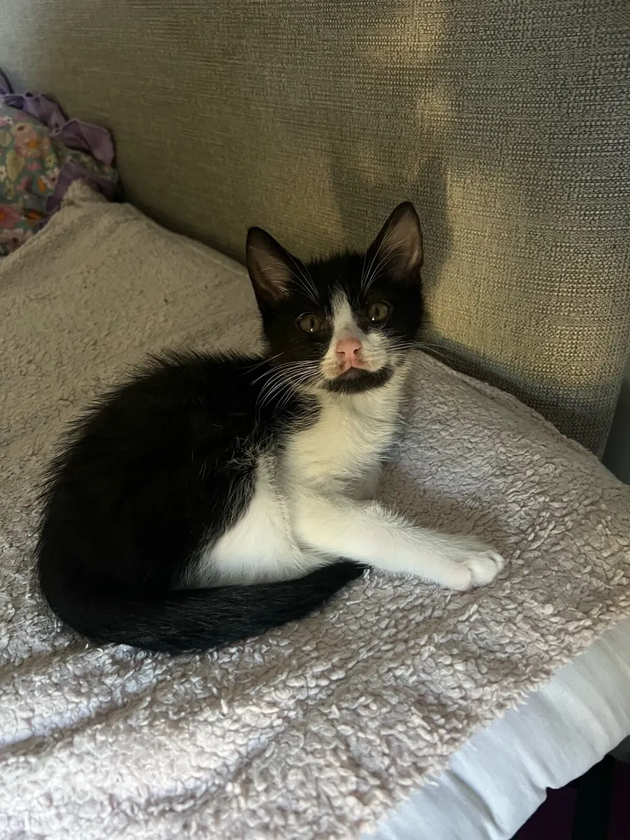 Kitten - Image 1