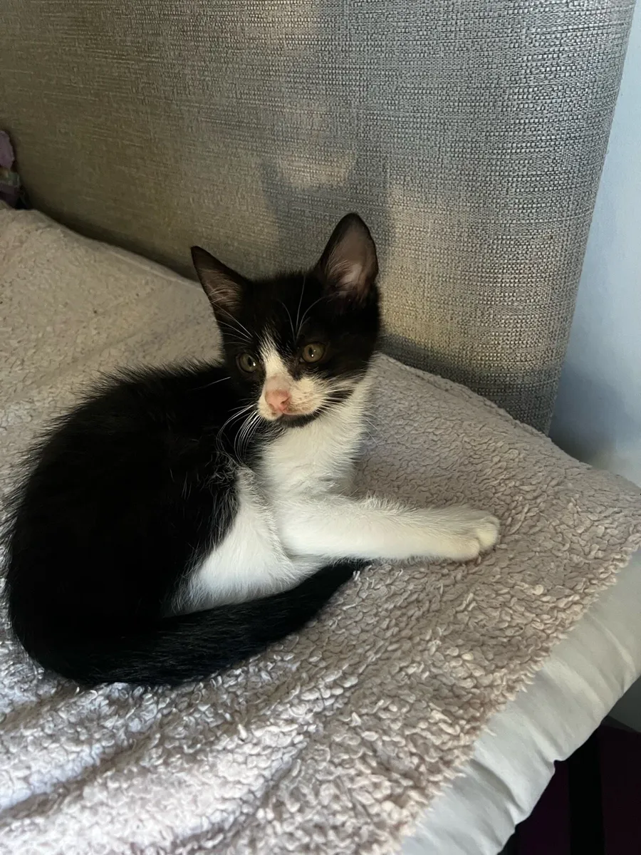 Kitten - Image 2