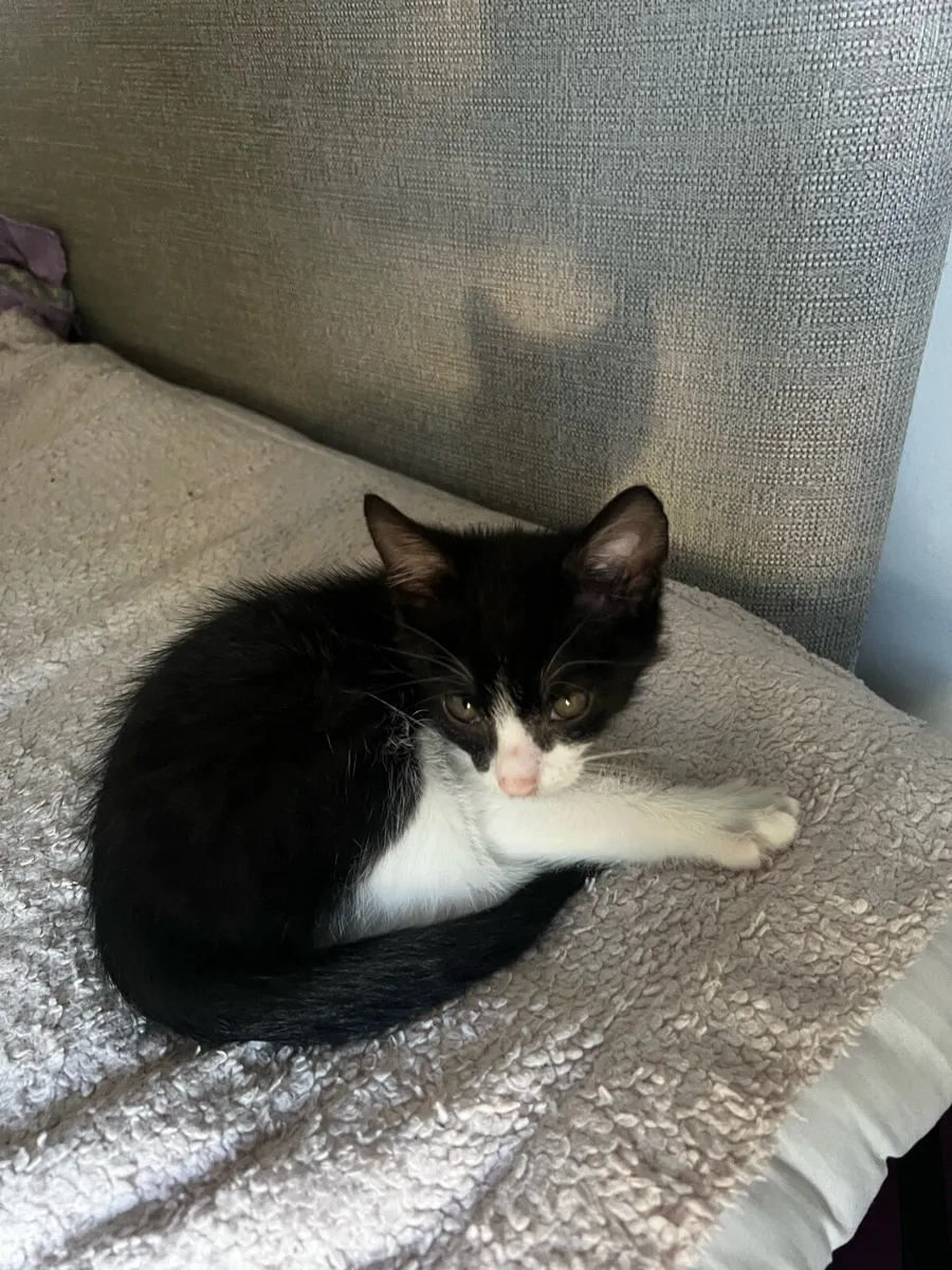 Kitten - Image 3