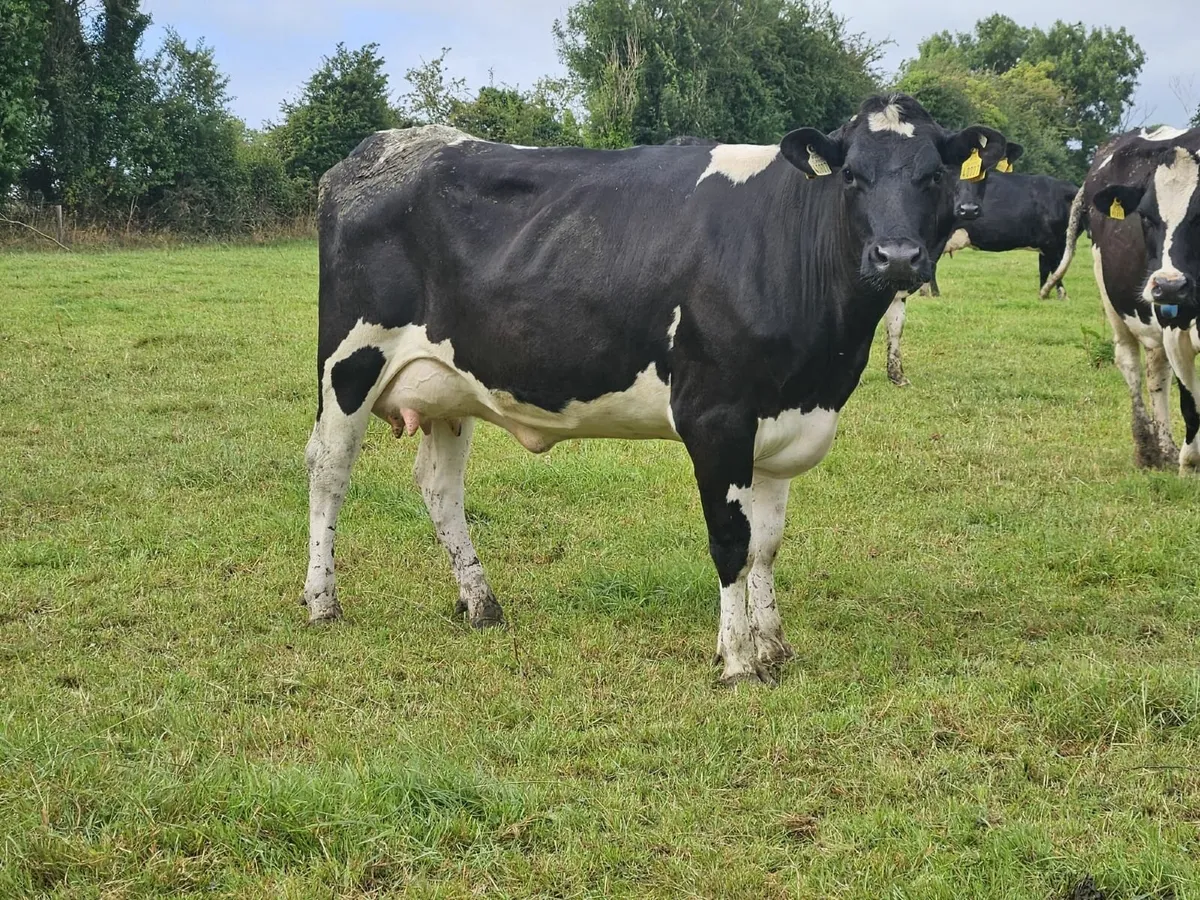 Freshly Calved Heifer - Image 1