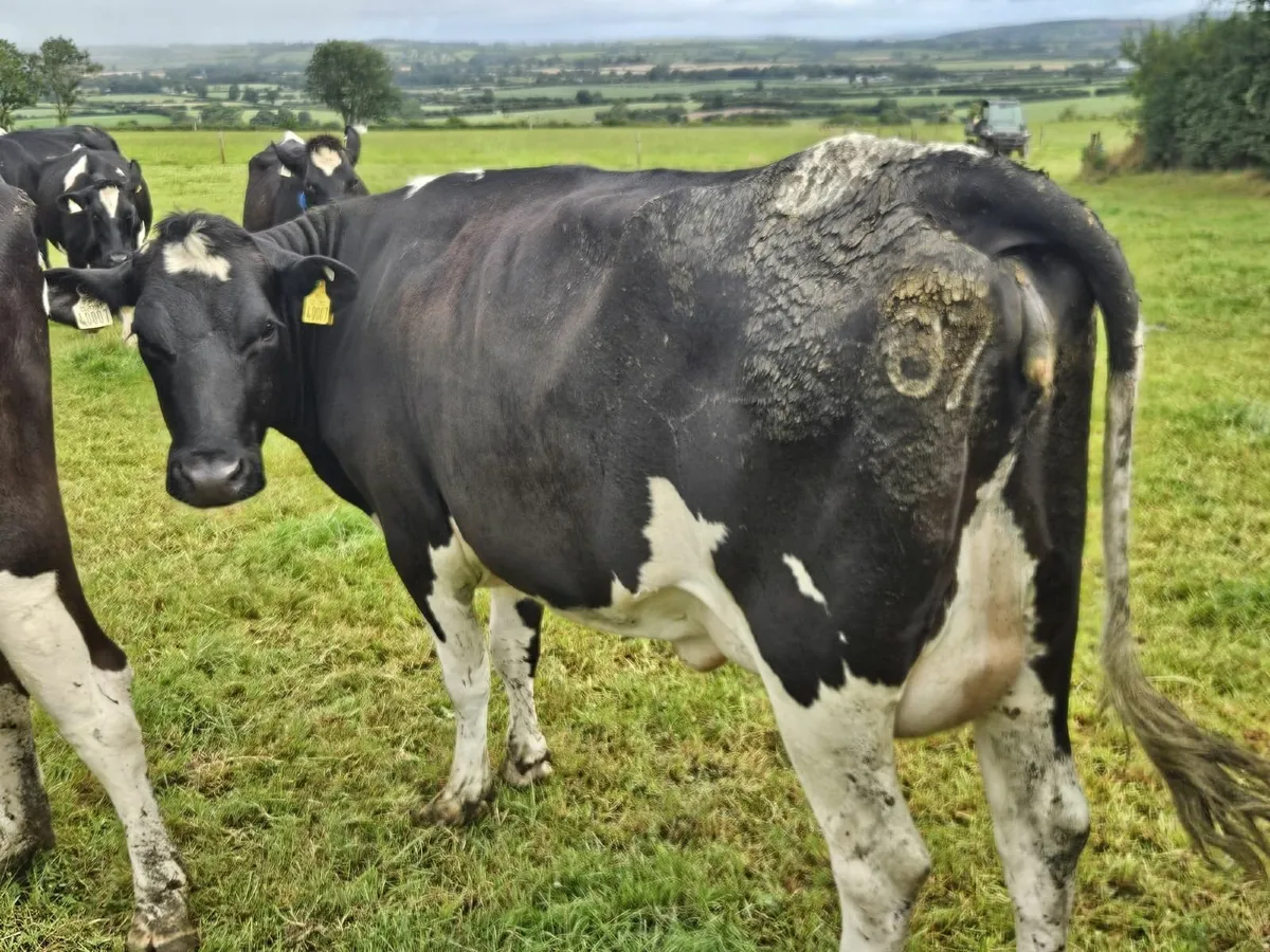 Freshly Calved Heifer - Image 2